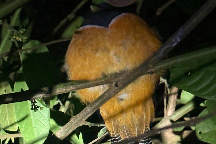 Nigth Tour at Lantana de Monteverde
