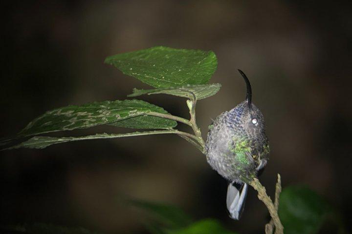 Nigth Tour at Lantana de Monteverde