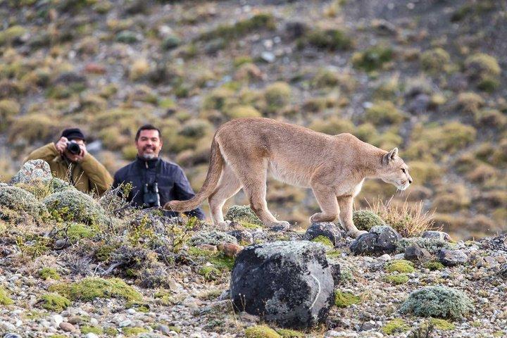 Puerto Natales : Safari Puma Tracking a Torres del Paine