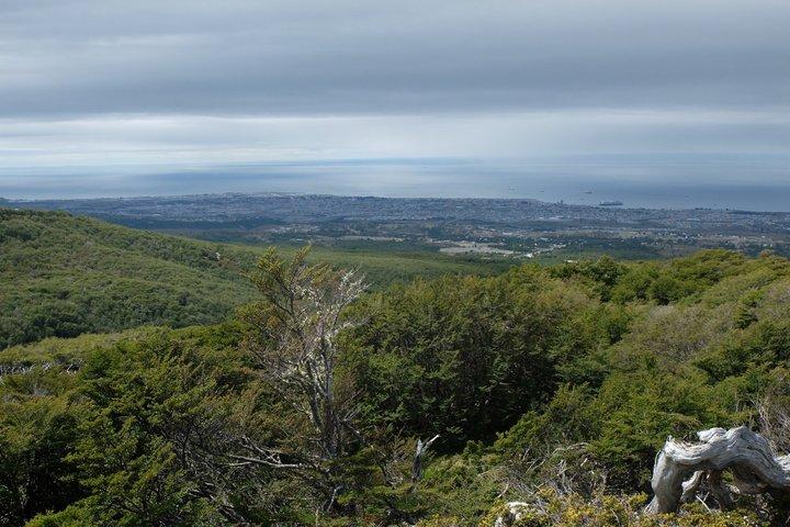 Private Full-Day Patagonian Forest Hike