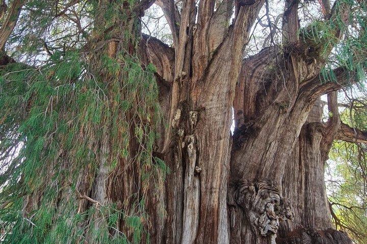 Graveltocht: centrale valleien van Oaxaca Tule-Mitla-Hierve el Agua