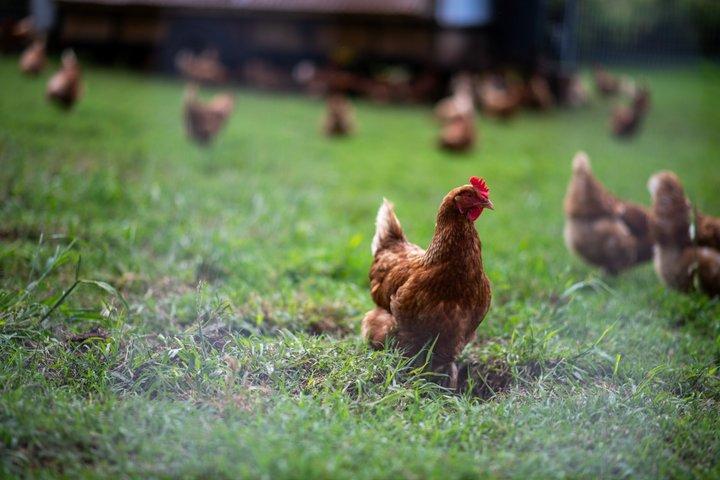 Regenerative Farm Tour on Maui