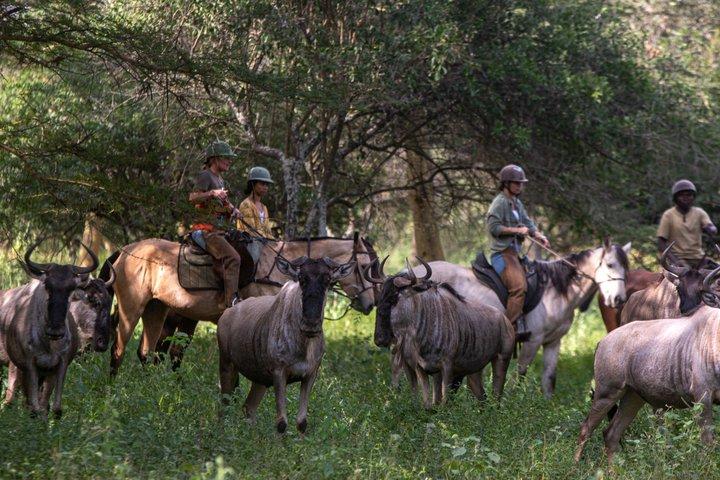Reiten in Tansania
