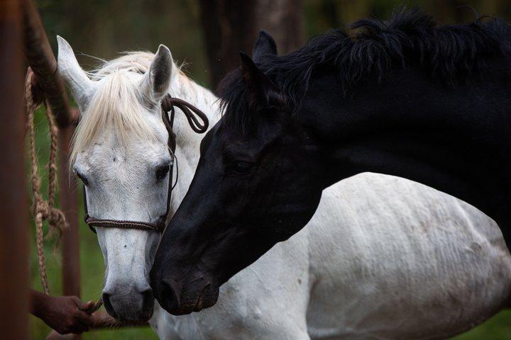 Reiten in Tansania