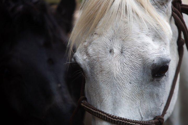 Reiten in Tansania