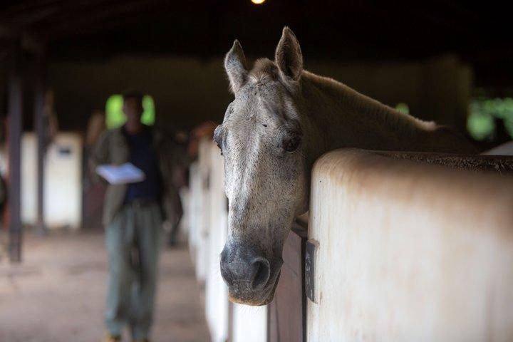 Reiten in Tansania