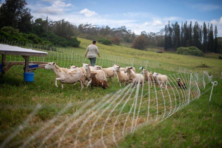 Regenerative Farm Tour on Maui