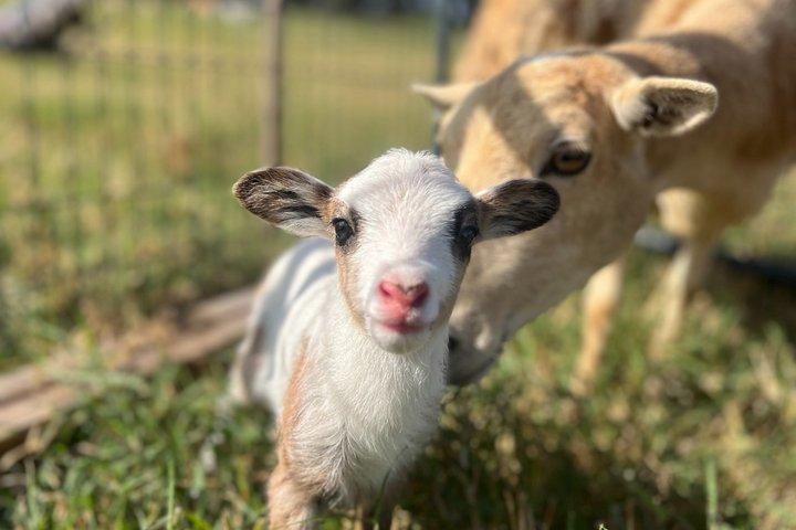 Regenerative Farm Tour on Maui