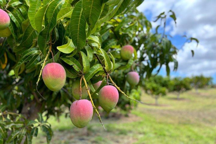Regenerative Farm Tour on Maui