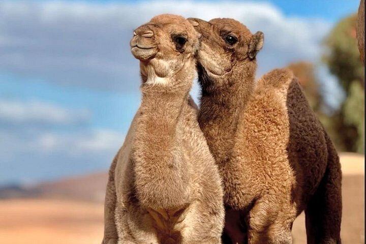 Marrakech: Agafay Desert Quad & Camel Ride com show de jantar