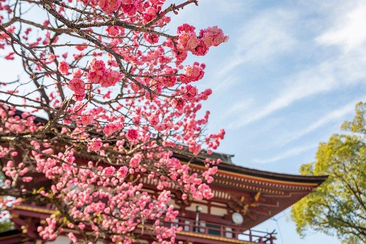 福岡からの由布院、別府、酒蔵、または太宰府天満宮日帰り旅行
