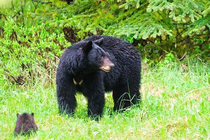 風光明媚な野生動物ツアー