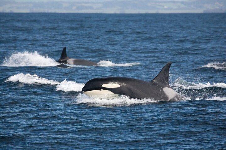 風光明媚な野生動物ツアー