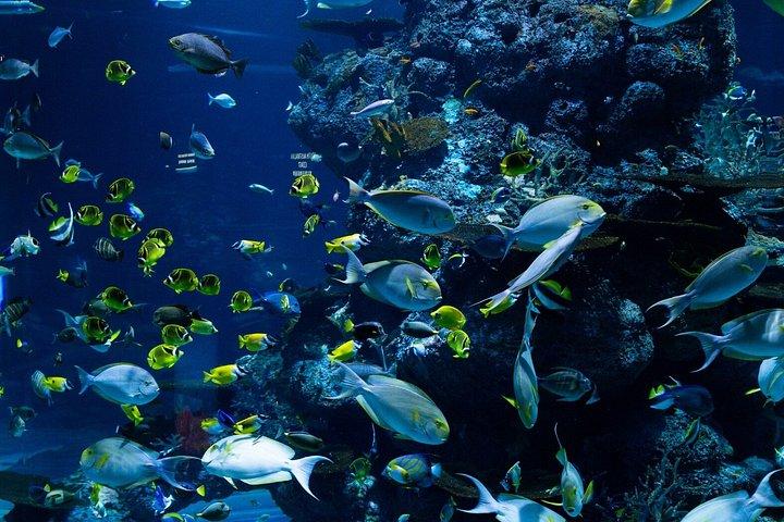 Experiencia de snorkel en Bali