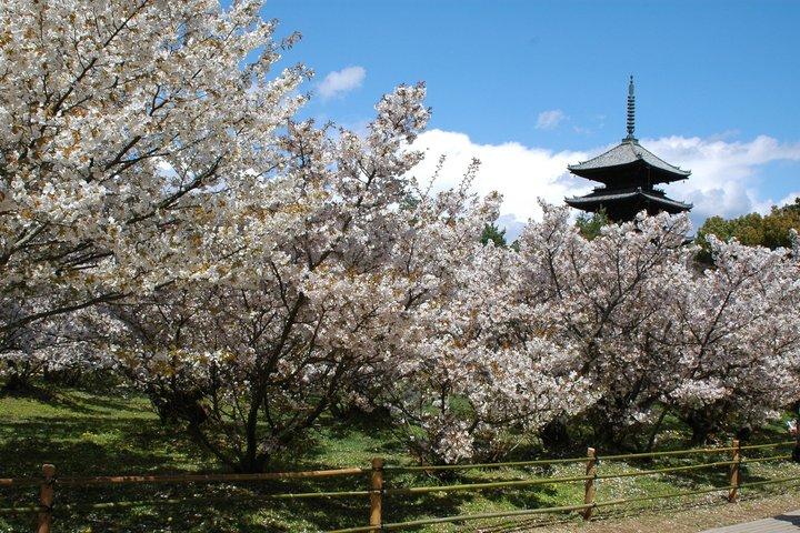 京都金閣寺穏やかな庭園ガイドツアー（チケット付）