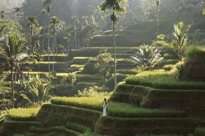 Bali Swing Combine Ubud Tour intera giornata