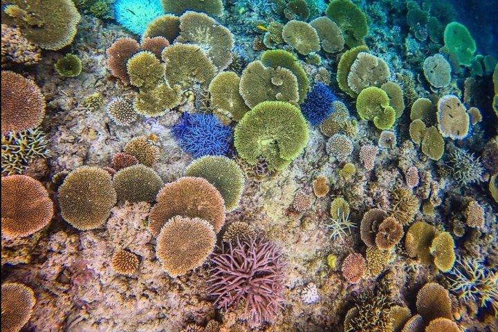 Okinawa Iriomote Island 1 Day Trip OK from Ishigaki Island!Complimentary photo data and equipment rental for Balas Island Snorkeling & Yufu Island Sightseeing