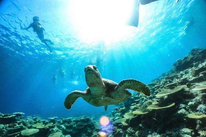 Okinawa Iriomote Island 1 Day Trip OK from Ishigaki Island!Complimentary photo data and equipment rental for Balas Island Snorkeling & Yufu Island Sightseeing