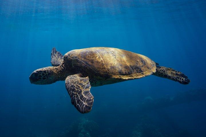 Primeiros temporizadores Não-Navegantes Snorkeling Experience: Turtle Guarantee