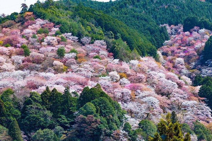 大阪から吉野山の神聖な過去を探る