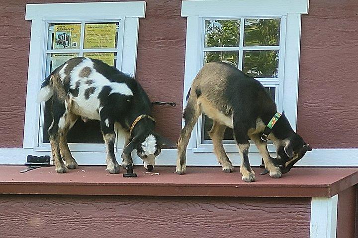 Interactive Goat Tour