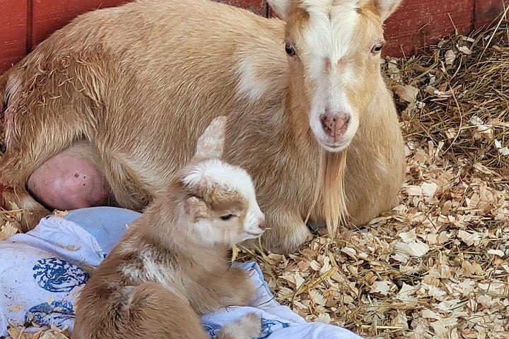 Interactive Goat Tour