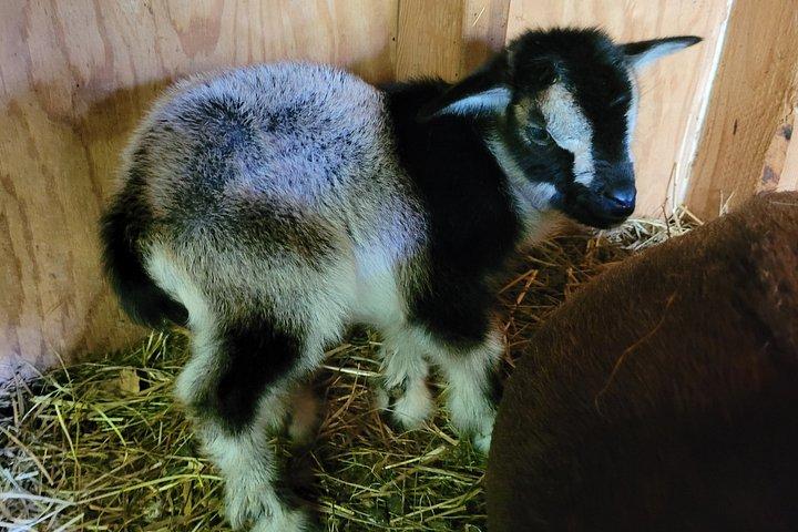 Interactive Goat Tour