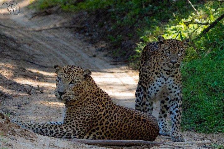 YALA BLOCK 5 & 6 Safari Touren Morgens und abends