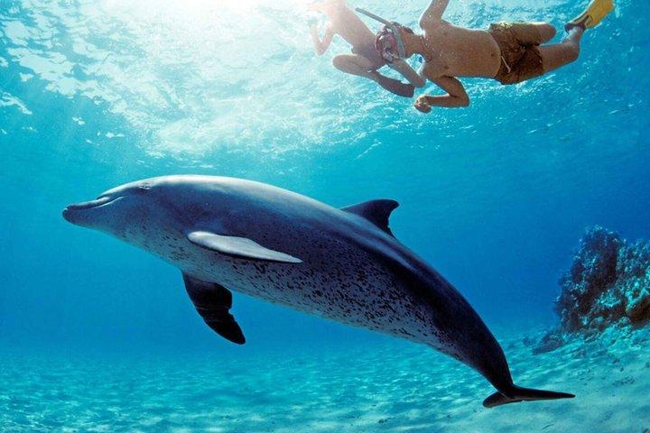 ヌンウィ島発ムネンバ島とイルカのシュノーケリングアドベンチャー
