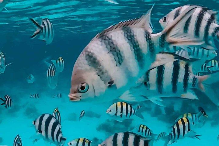 ヌンウィ島発ムネンバ島とイルカのシュノーケリングアドベンチャー