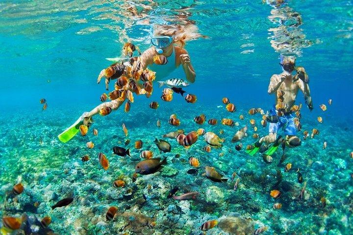 ヌンウィ島発ムネンバ島とイルカのシュノーケリングアドベンチャー