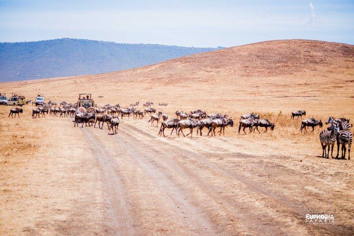 Ngorongoro Crater-dagtrip