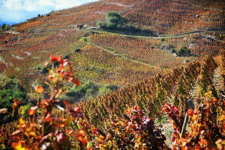 Private Weintour im nördlichen Rhônetal ab Lyon