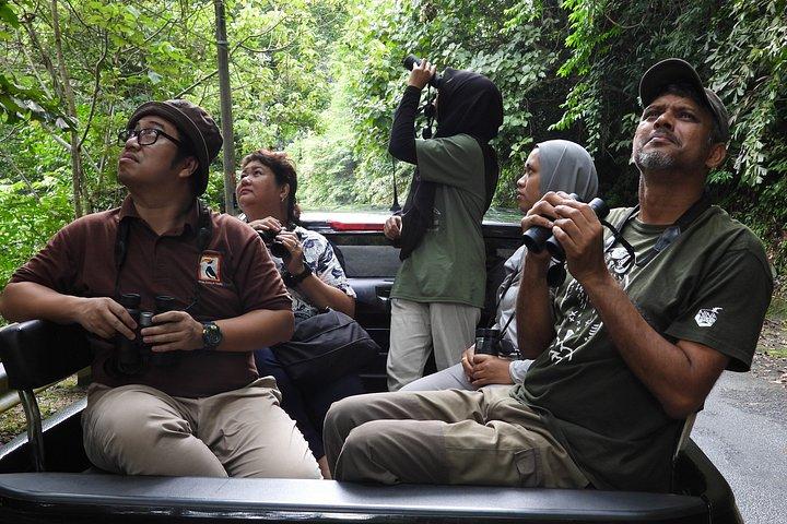 JungleWalla Langkawi Rainforest Afterdark