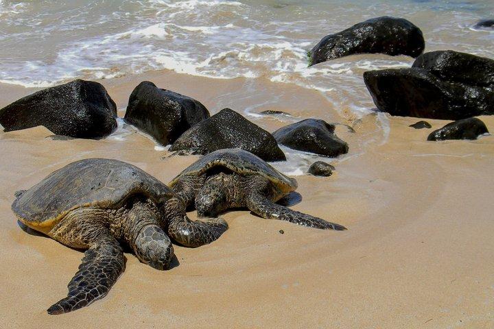 Ultime visite de l'île du cercle d'Oahu au départ de Waikiki