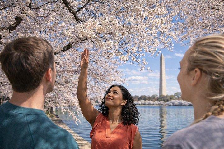 Washington DC : Visite guidée facile des monuments par panier électronique