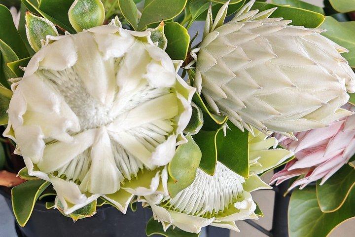 Franschhoek, Stellenbosch and Babylonstoren Wine Tour