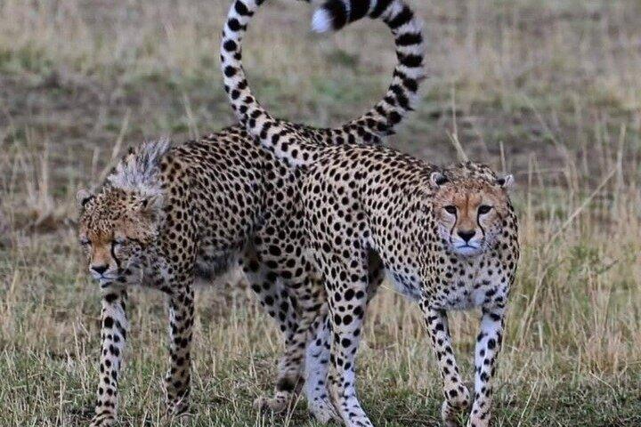 Masai Mara Wild Best Migration Safaris Tour Avventura