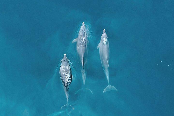 Portimao : イルカ＆洞窟-カタマランウィットン海洋生物学者