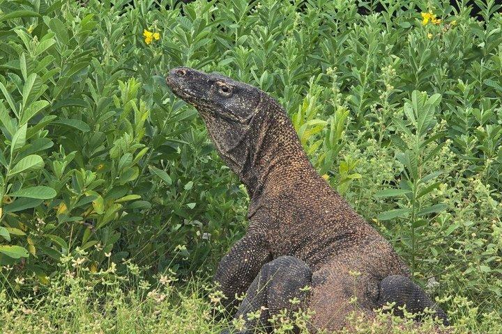 コモド国立公園6島スピードボートホッピングツアー
