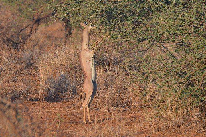 ケニア野生動物JEEPサファリ休暇8日間