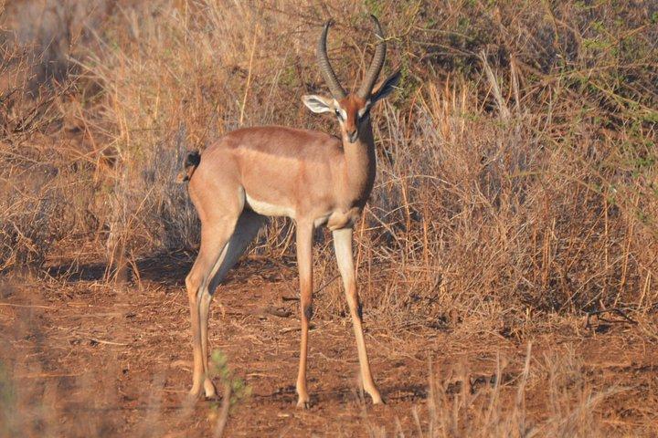 ケニア野生動物JEEPサファリ休暇8日間