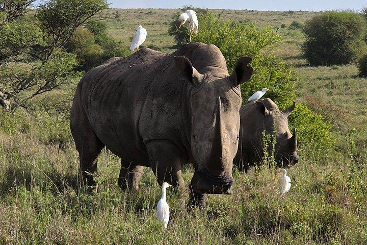 ケニア野生動物JEEPサファリ休暇8日間