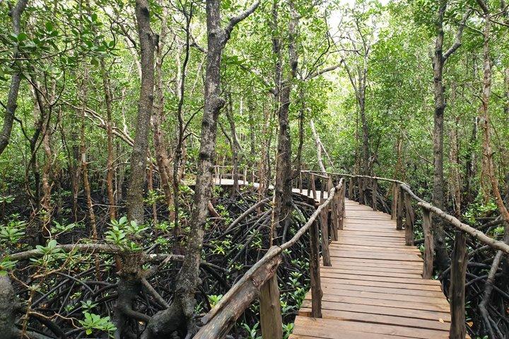 Zanzibar Avventura Jozani Forest Turtle Caves e Mtennde Beach