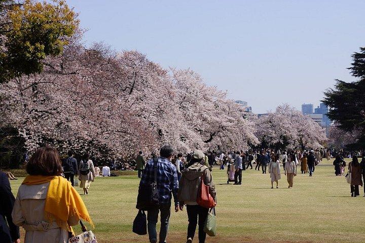 東京新宿御苑桜散策ツアー