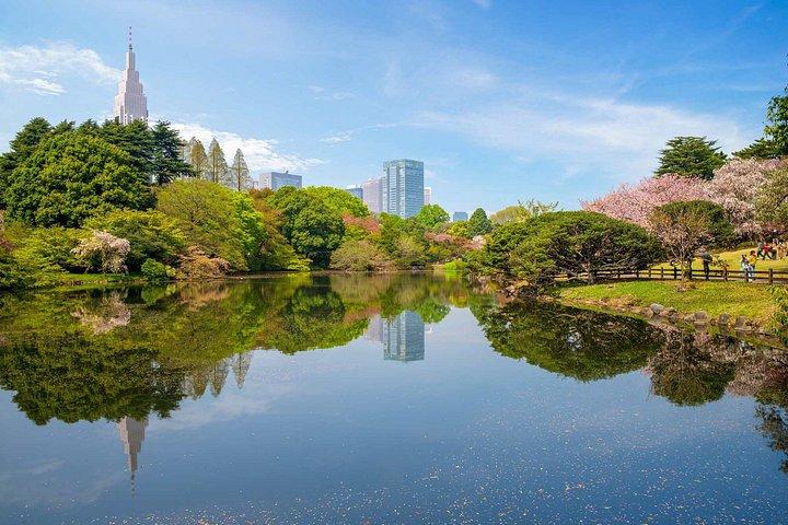 東京新宿御苑桜散策ツアー