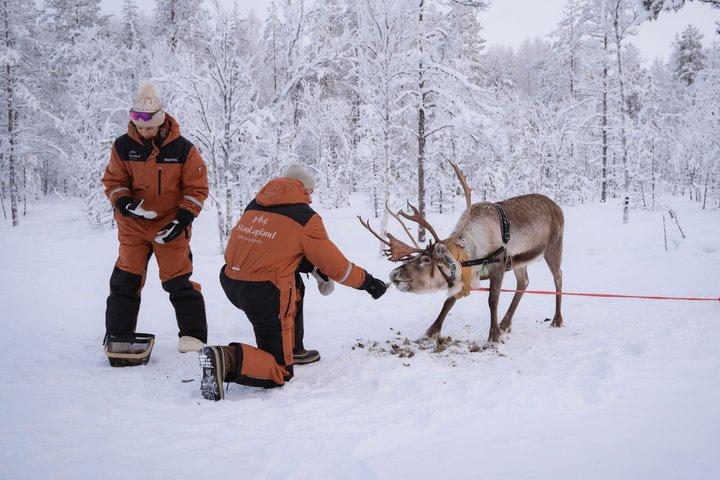 Aventura de Reindeiro de Kuoksa