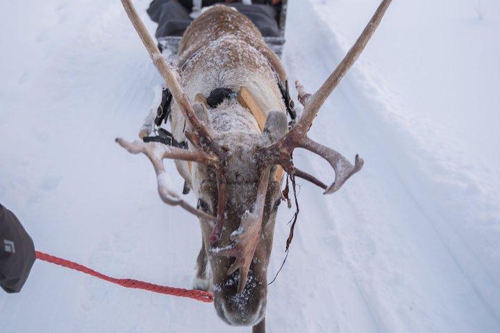 Aventura de Reindeiro de Kuoksa