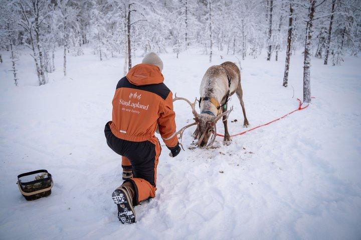 Aventura de Reindeiro de Kuoksa