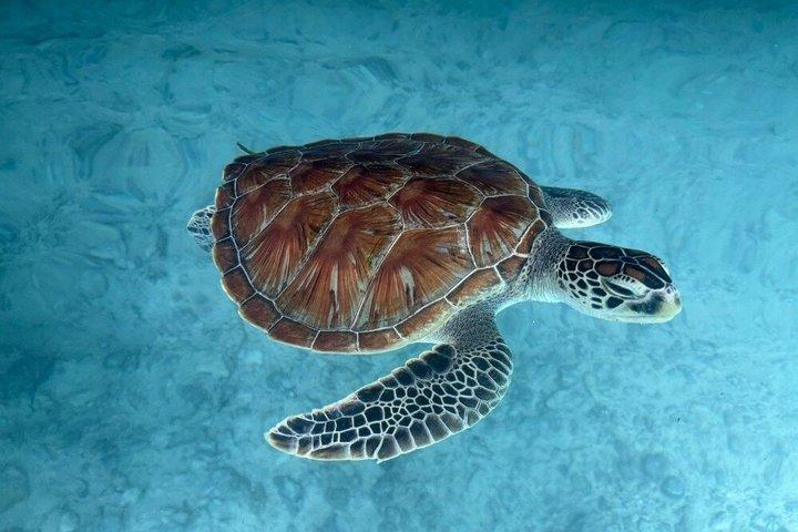 Zanzibar Avventura Jozani Forest Turtle Caves e Mtennde Beach